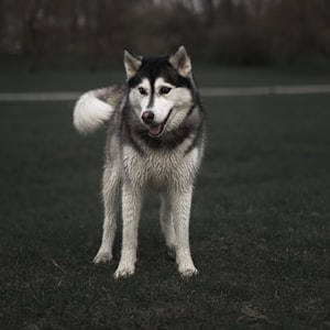 Ultimate -  Howling Wolves DjMix
